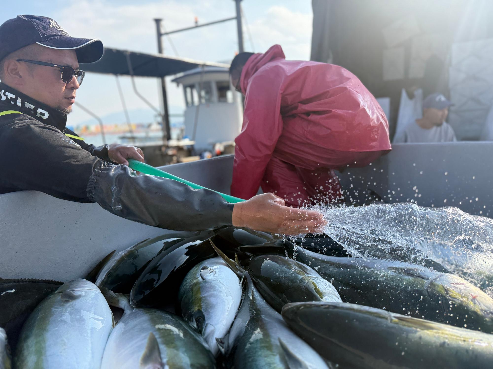 水揚げされたばかりのひけた鰤