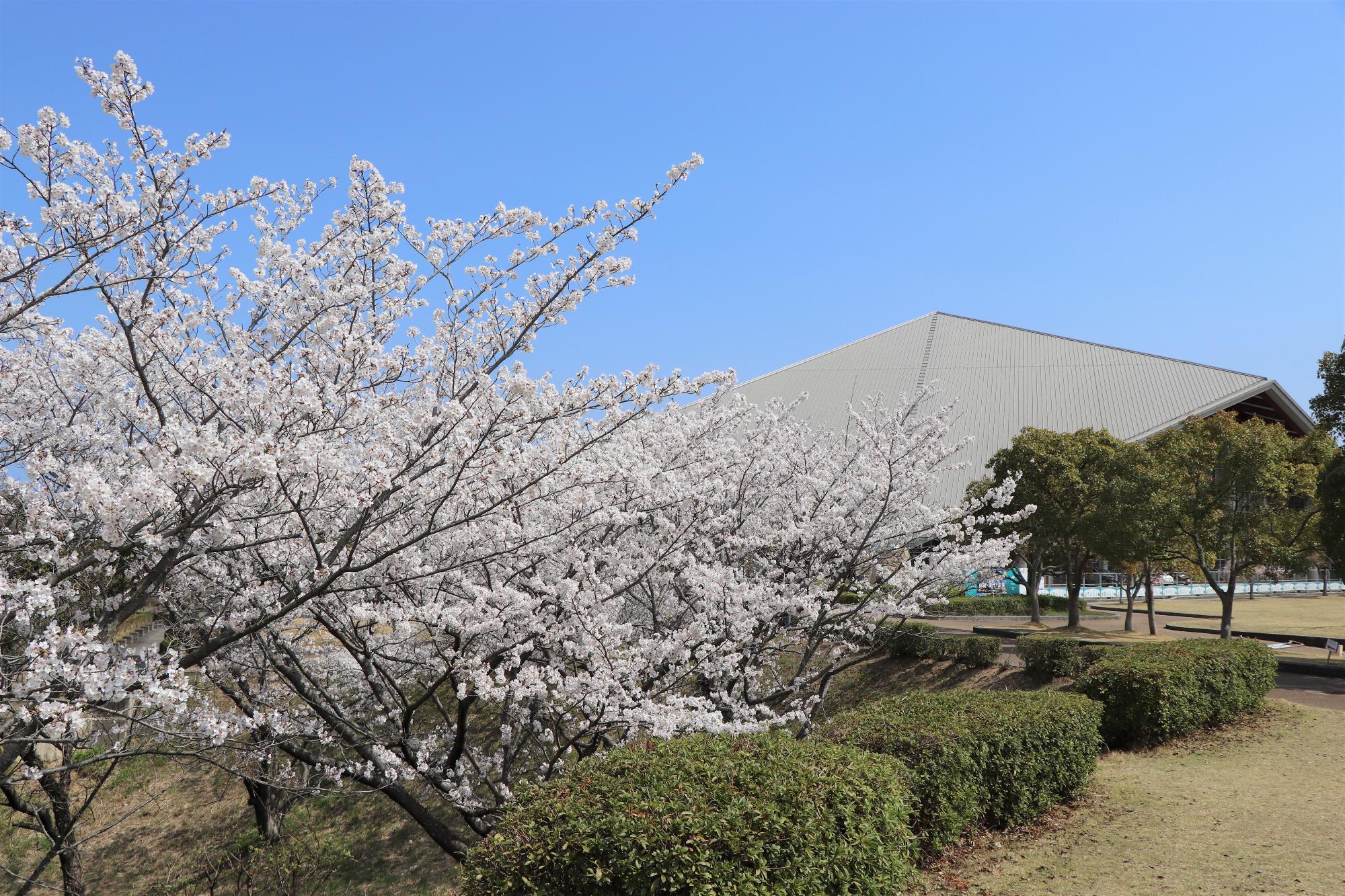 とらまる公園の桜
