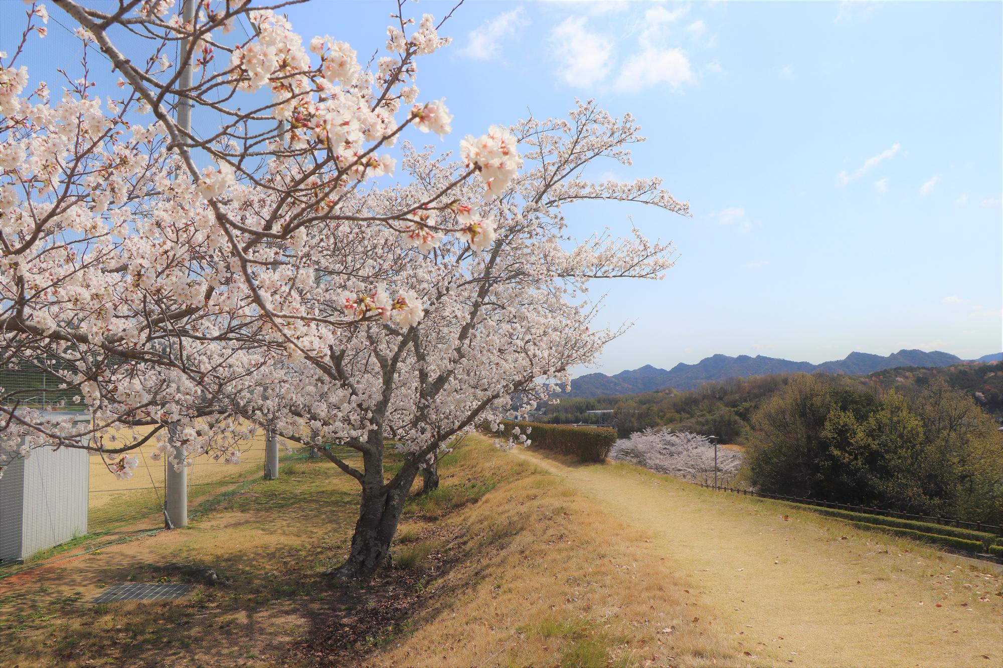 とらまる公園の桜
