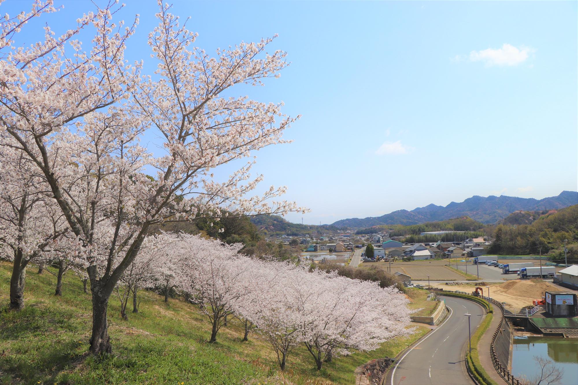 とらまる公園の桜