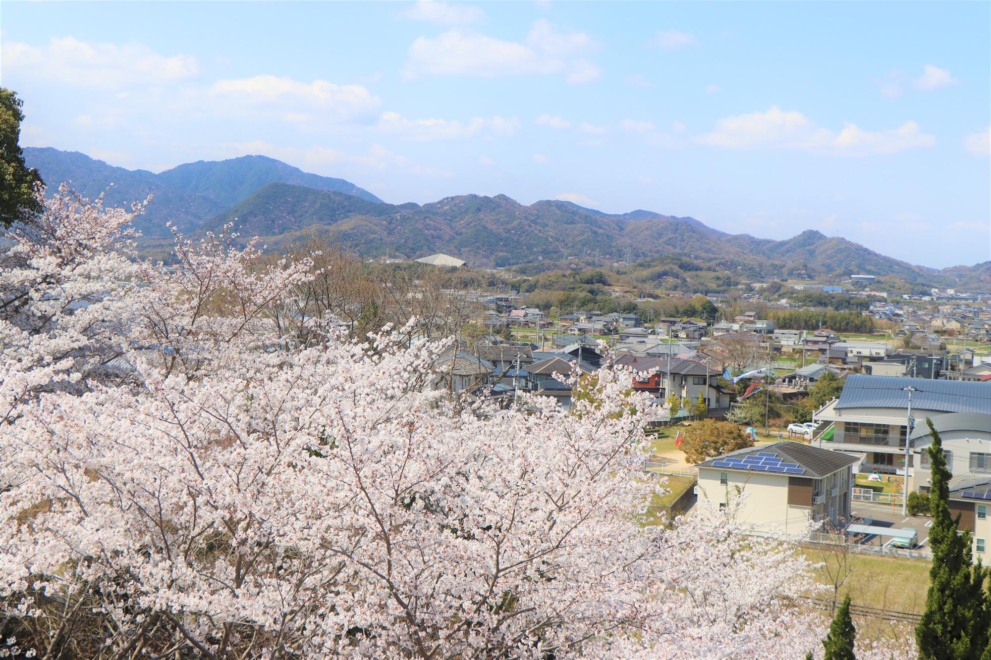 前山公園の桜