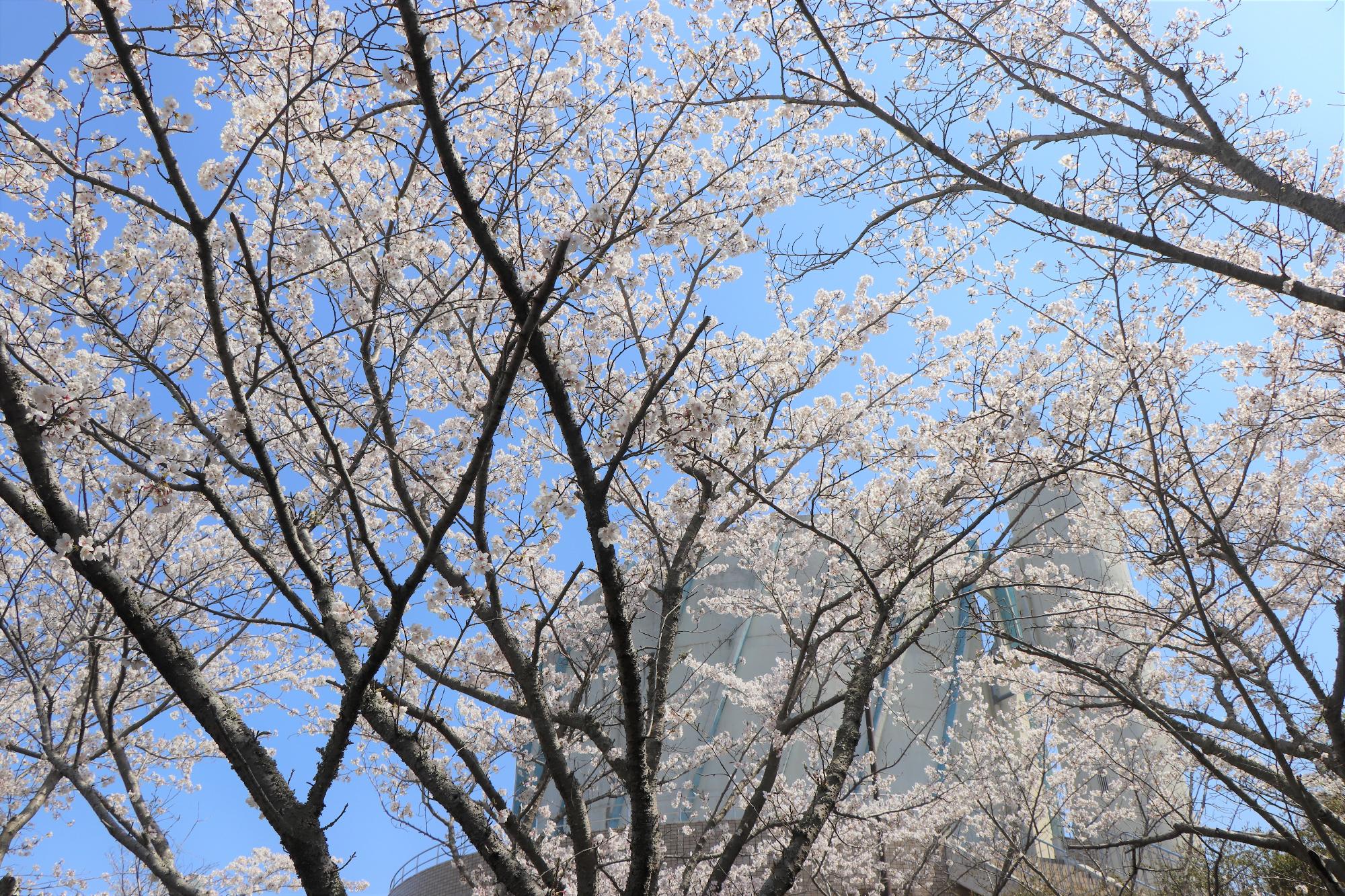 前山公園の桜