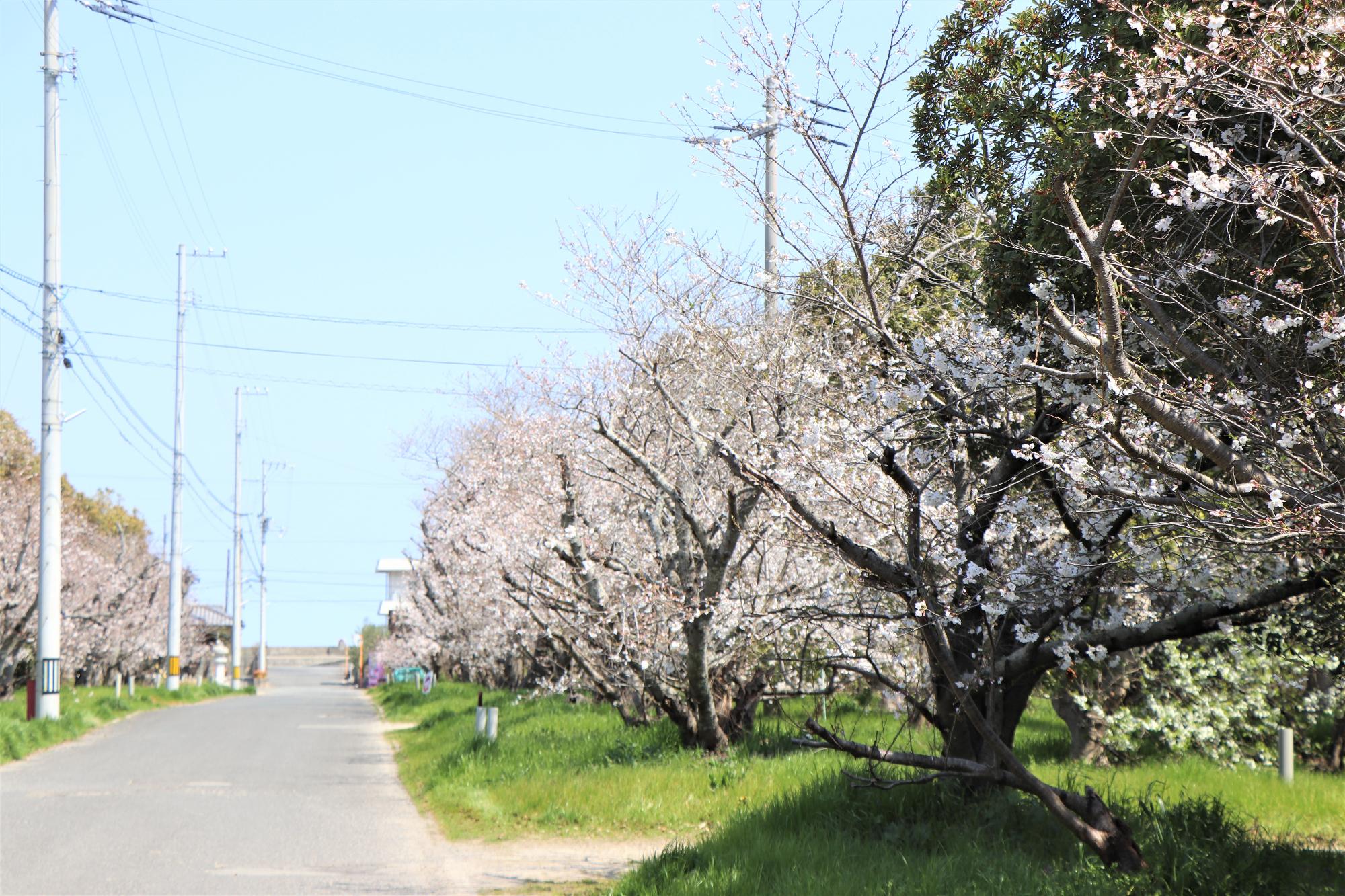 誉田神社の桜