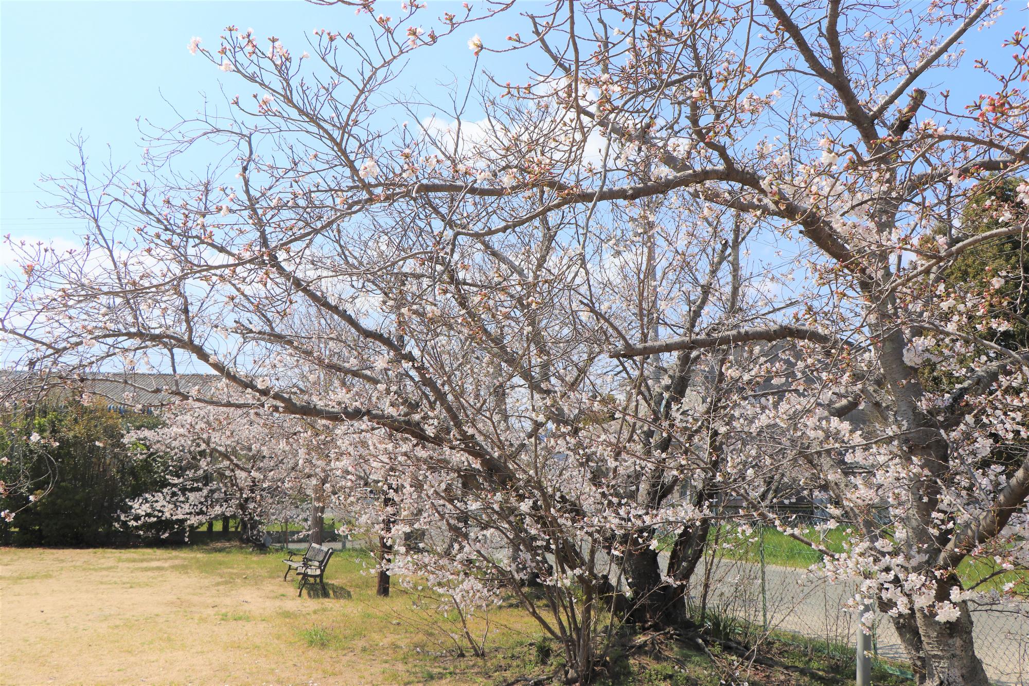 誉田神社の桜