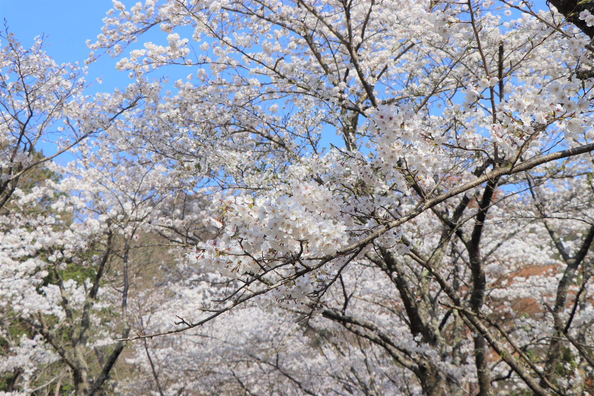 千足ダムの桜
