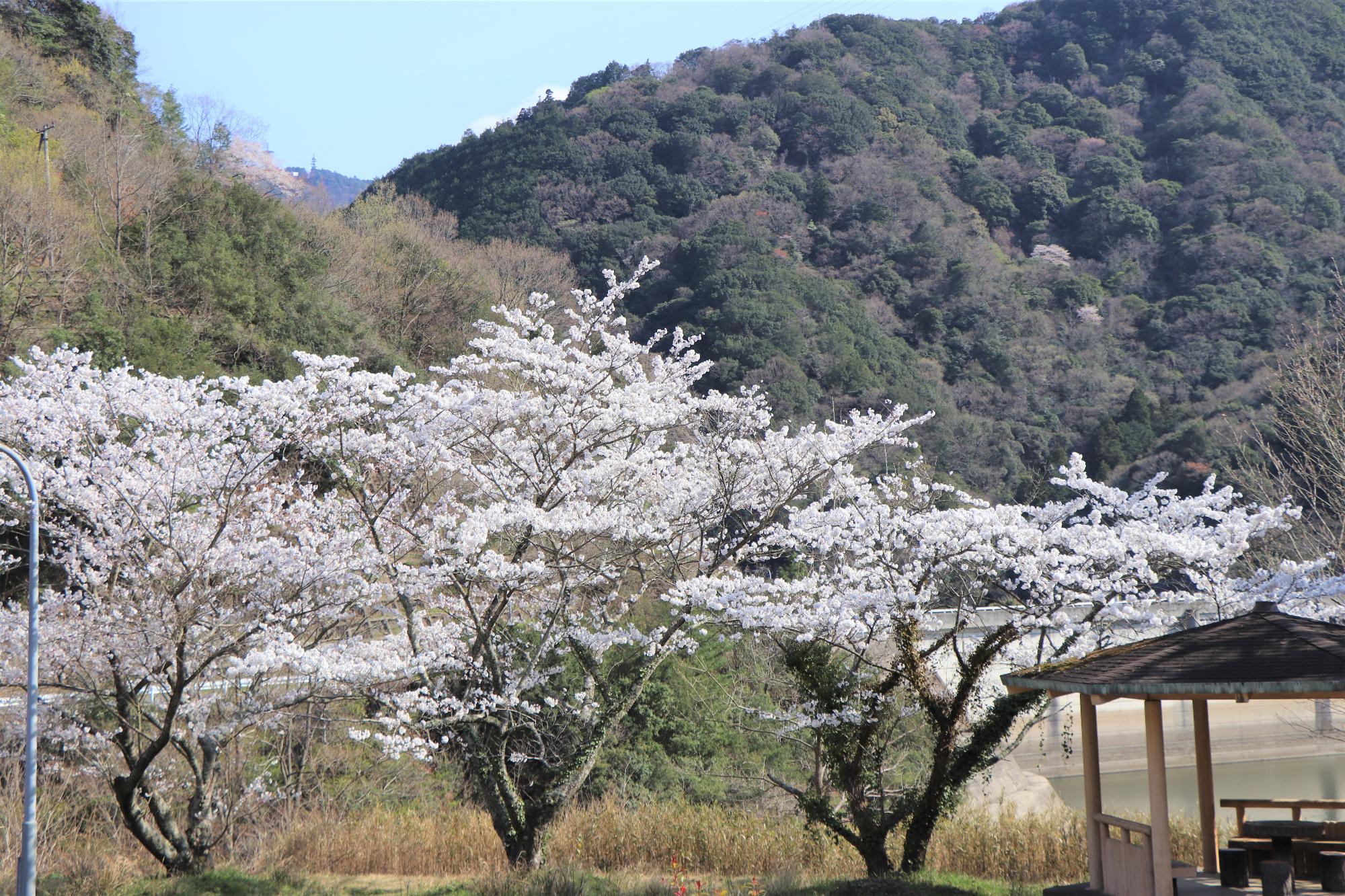 千足ダムの桜