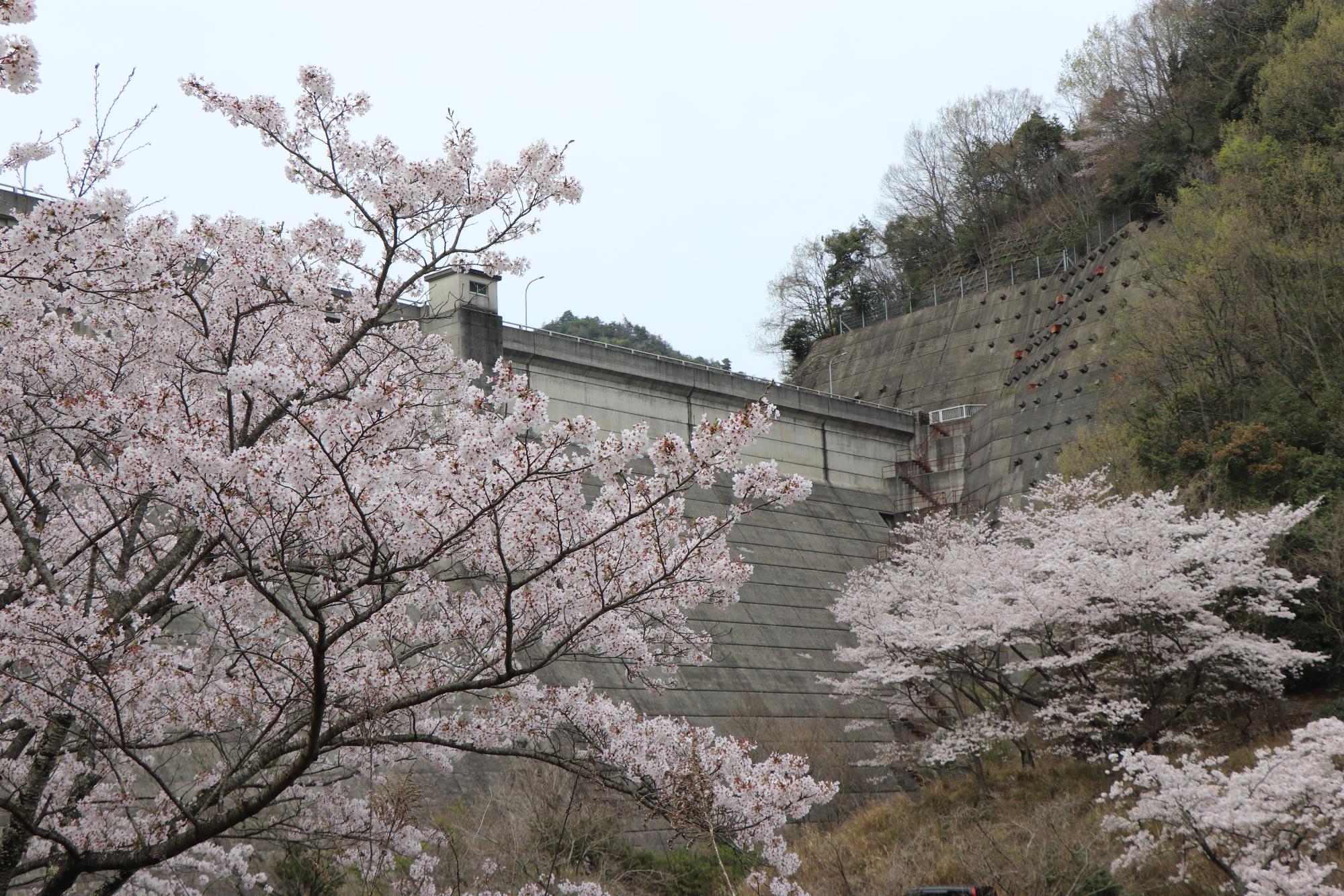 令和6年4月5日 市内の桜が見頃です