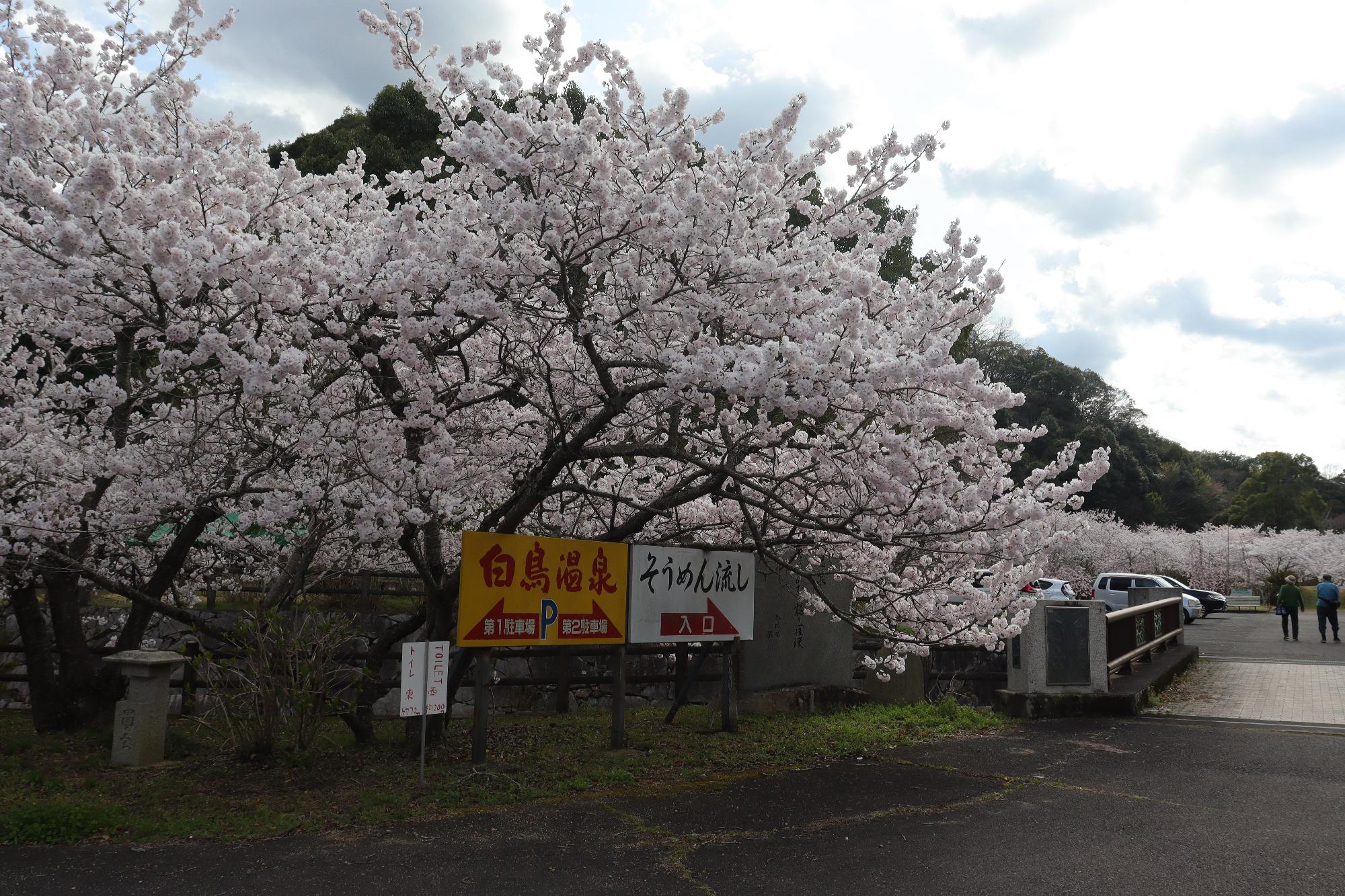 白鳥温泉の桜