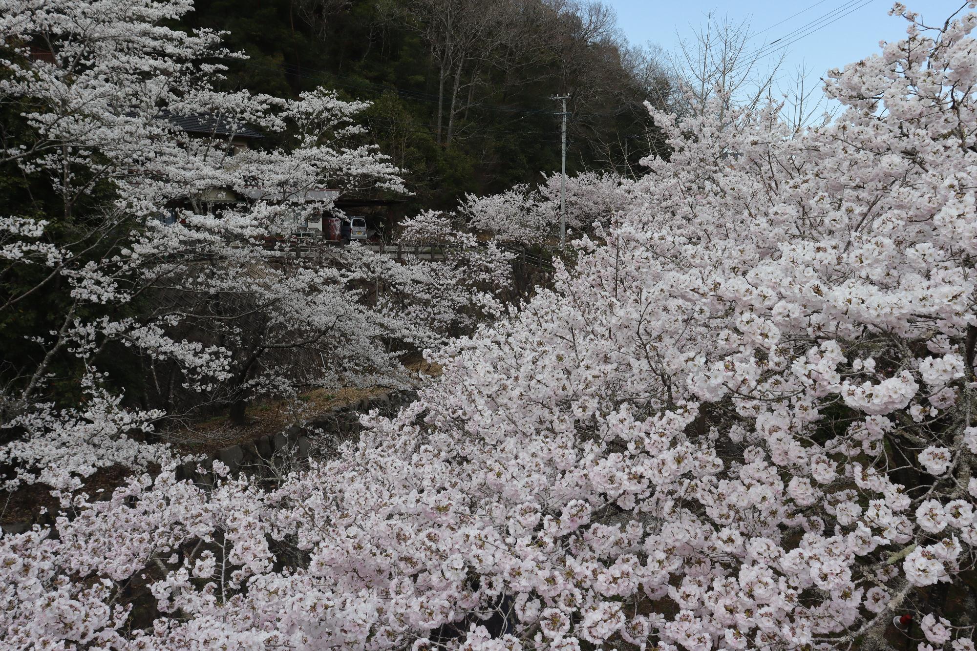 白鳥温泉の桜