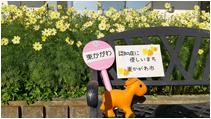 オレンジ花だんプロジェクト