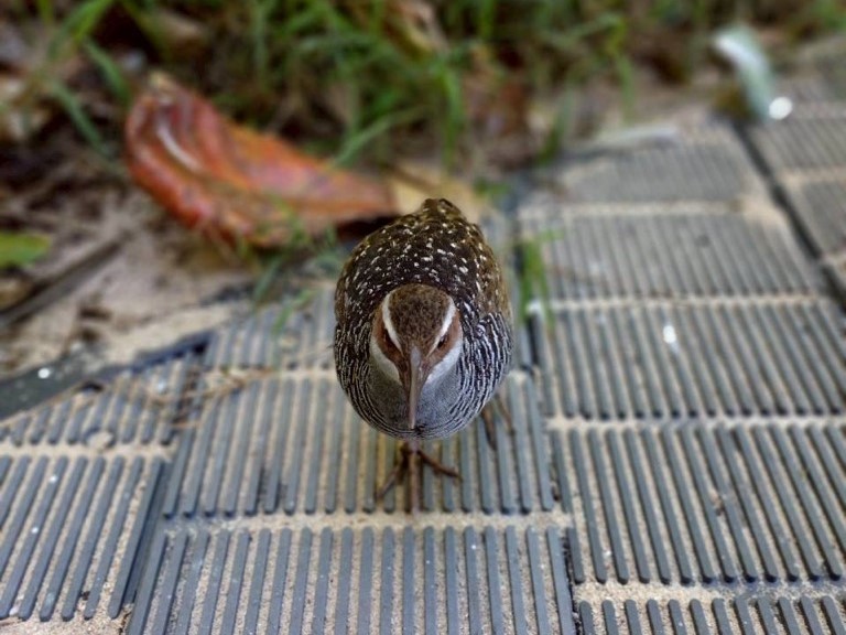 グリーン島に生息する鳥、ナンヨウクイナ