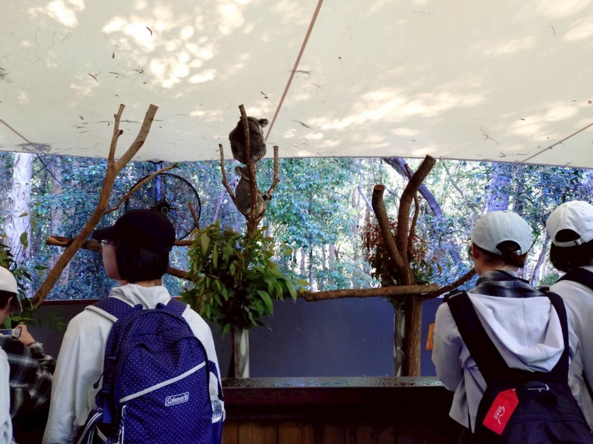 Hartley's Crocodile Adventure 見学の様子