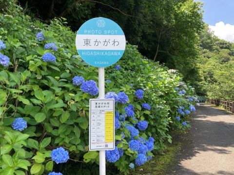 あじさい