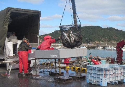 ぶりの水揚げ