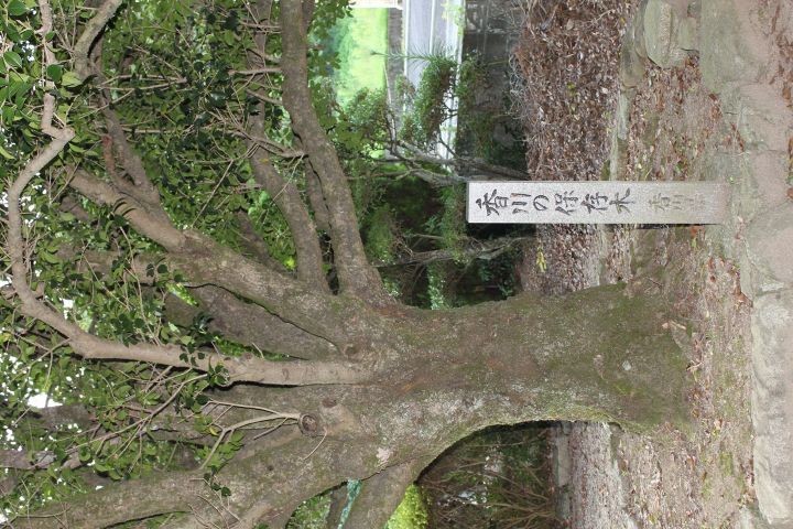 五名小学校跡のヒイラギ