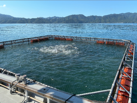 魚が小さいときのいけす