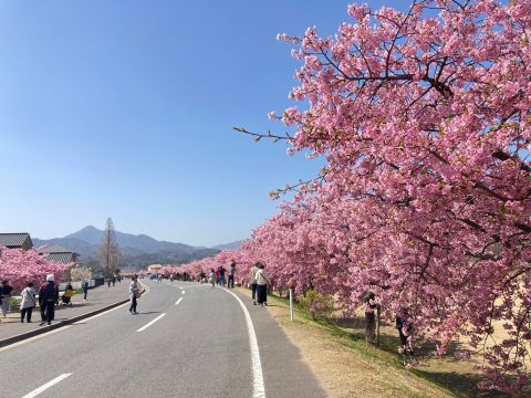 河津桜