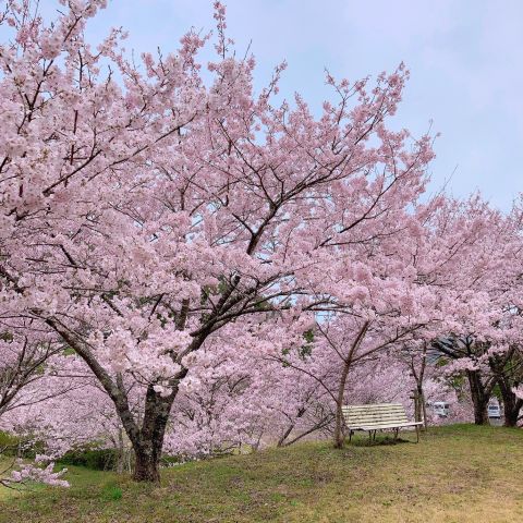 白鳥温泉の桜