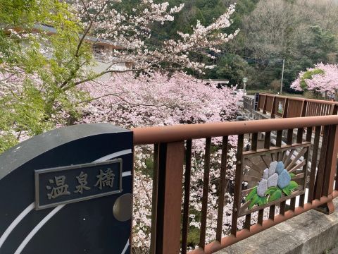 白鳥温泉の桜