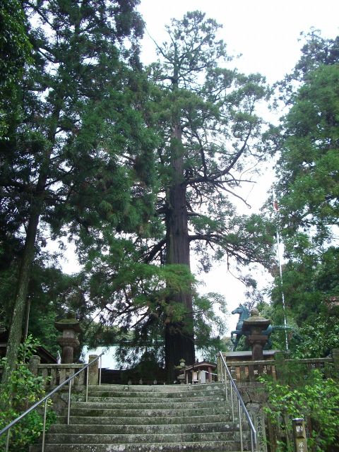 水主神社のいのり杉