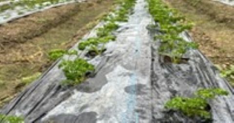 白くしたマルチ