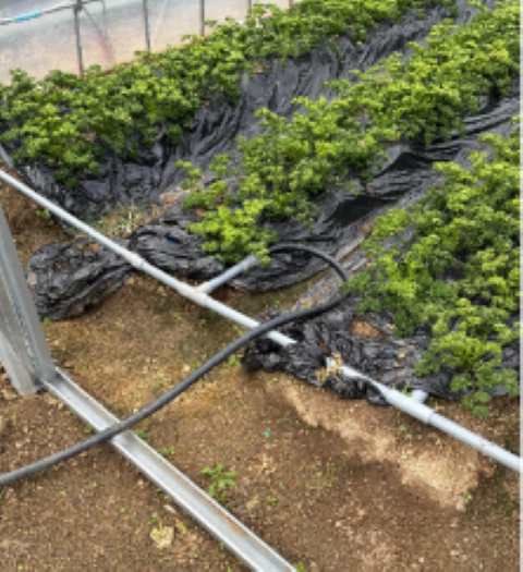 うねの中にホースを通す