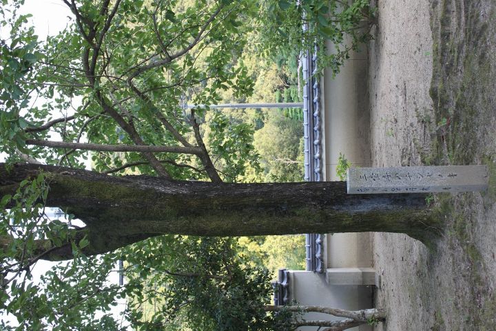 三宝寺のチシャノキ