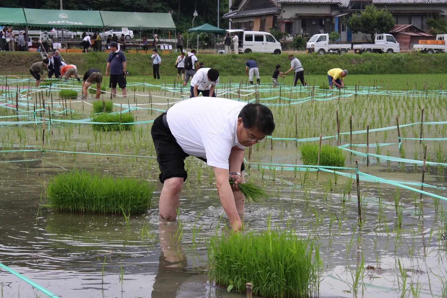 熱心に手植えをしている市長の写真