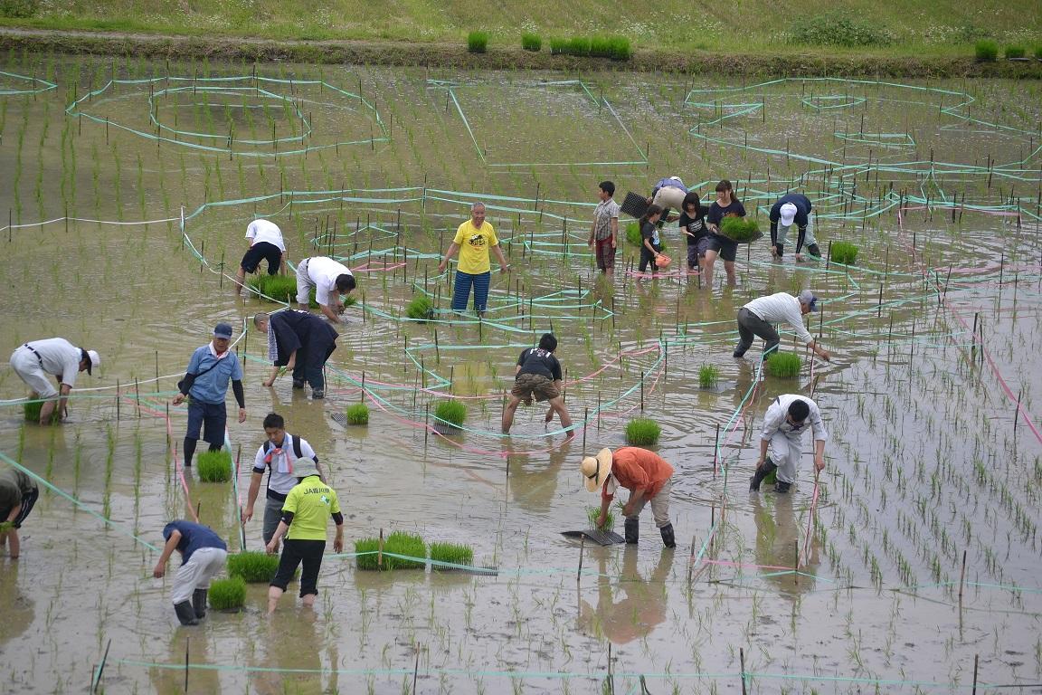 手植えしている参加者らを上空から撮影した写真