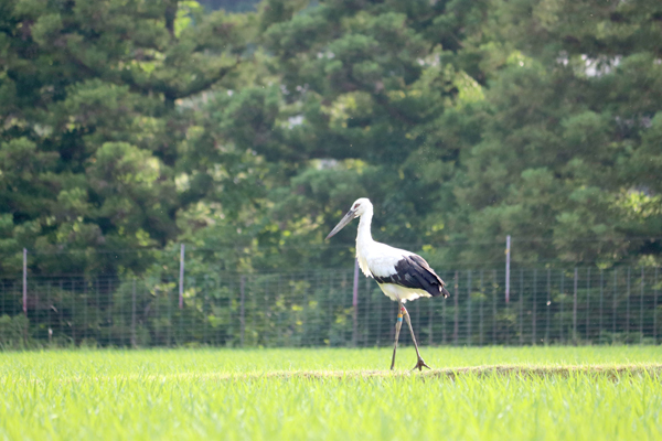コウノトリが田んぼの淵を歩いている様子の写真