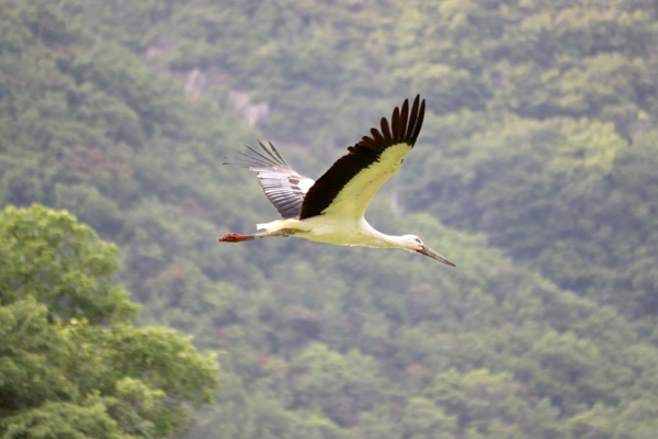 コウノトリが上空を飛んでいる様子の写真