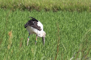 草原の中、くちばしを地面につけて何かを加えるような様子のコウノトリの写真