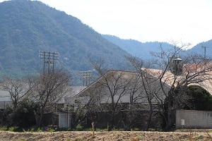 引田温水プールの桜の木の写真