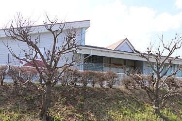 旧引田幼稚園にある桜の木の写真