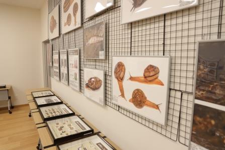 壁一面に展示されたかたつむりのパネルの写真