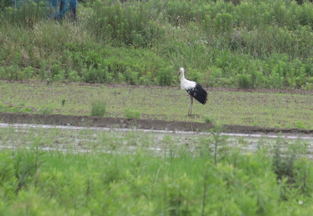 田んぼにコウノトリ