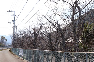 翼山のふもとの桜の写真