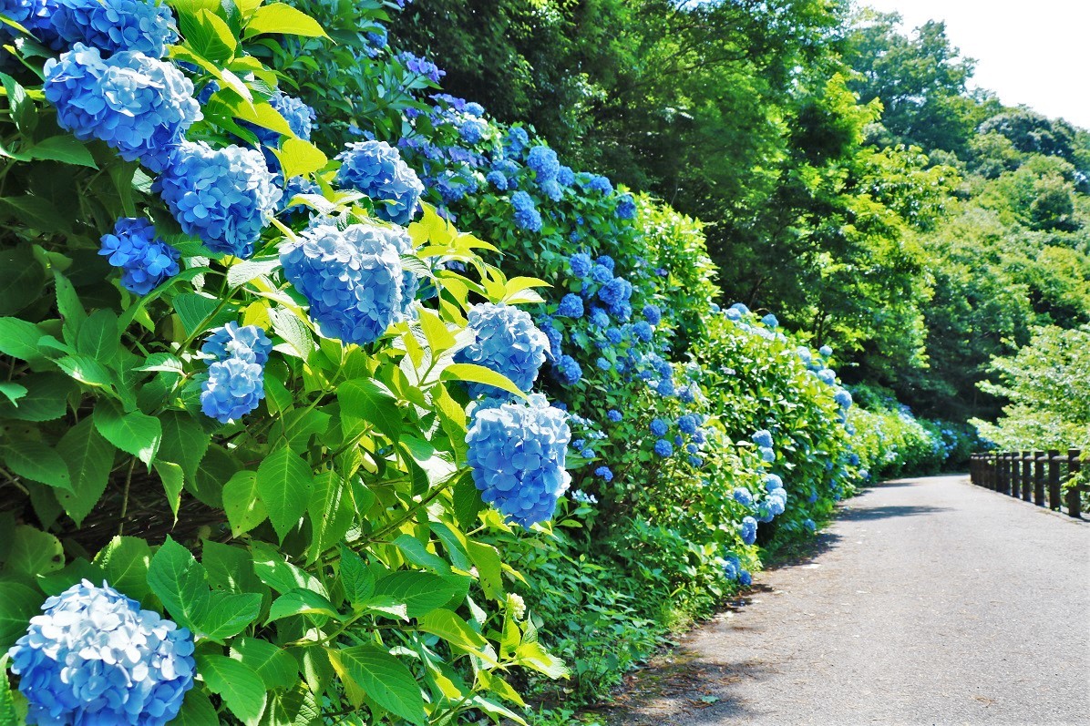 満開の紫陽花の写真