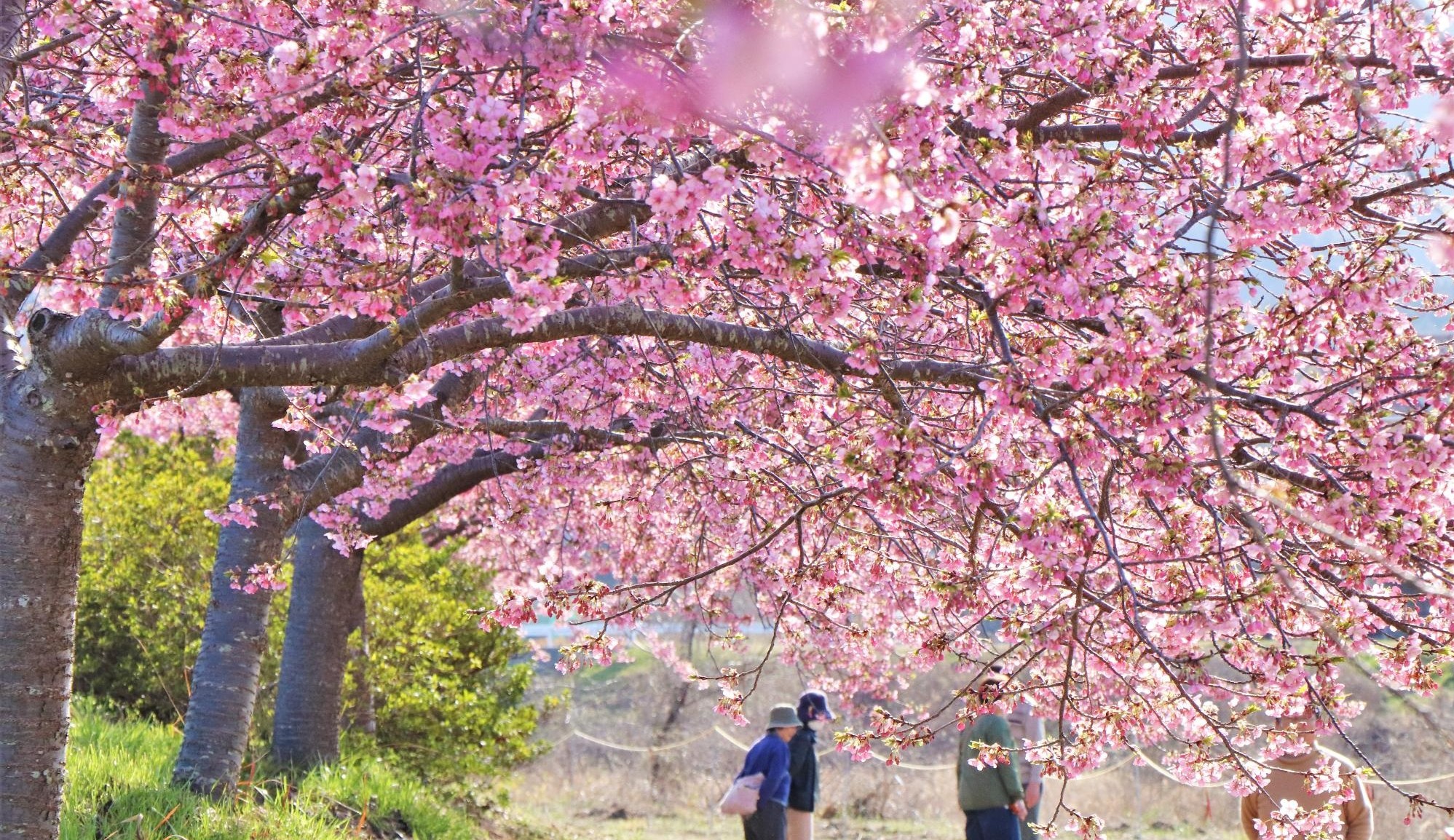 湊川の河津桜が見頃を迎えています