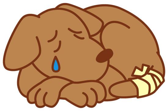 茶色の犬がしっぽに包帯を巻き、伏せて涙をこぼしているイラスト