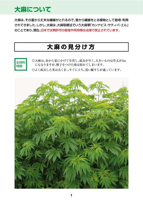 大麻・けしの見分け方 1ページ