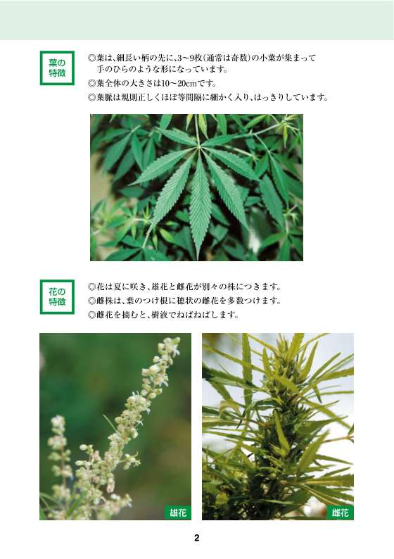 大麻・けしの見分け方 2ページ