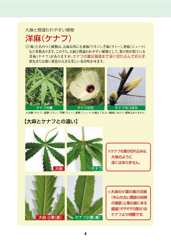 大麻・けしの見分け方 4ページ