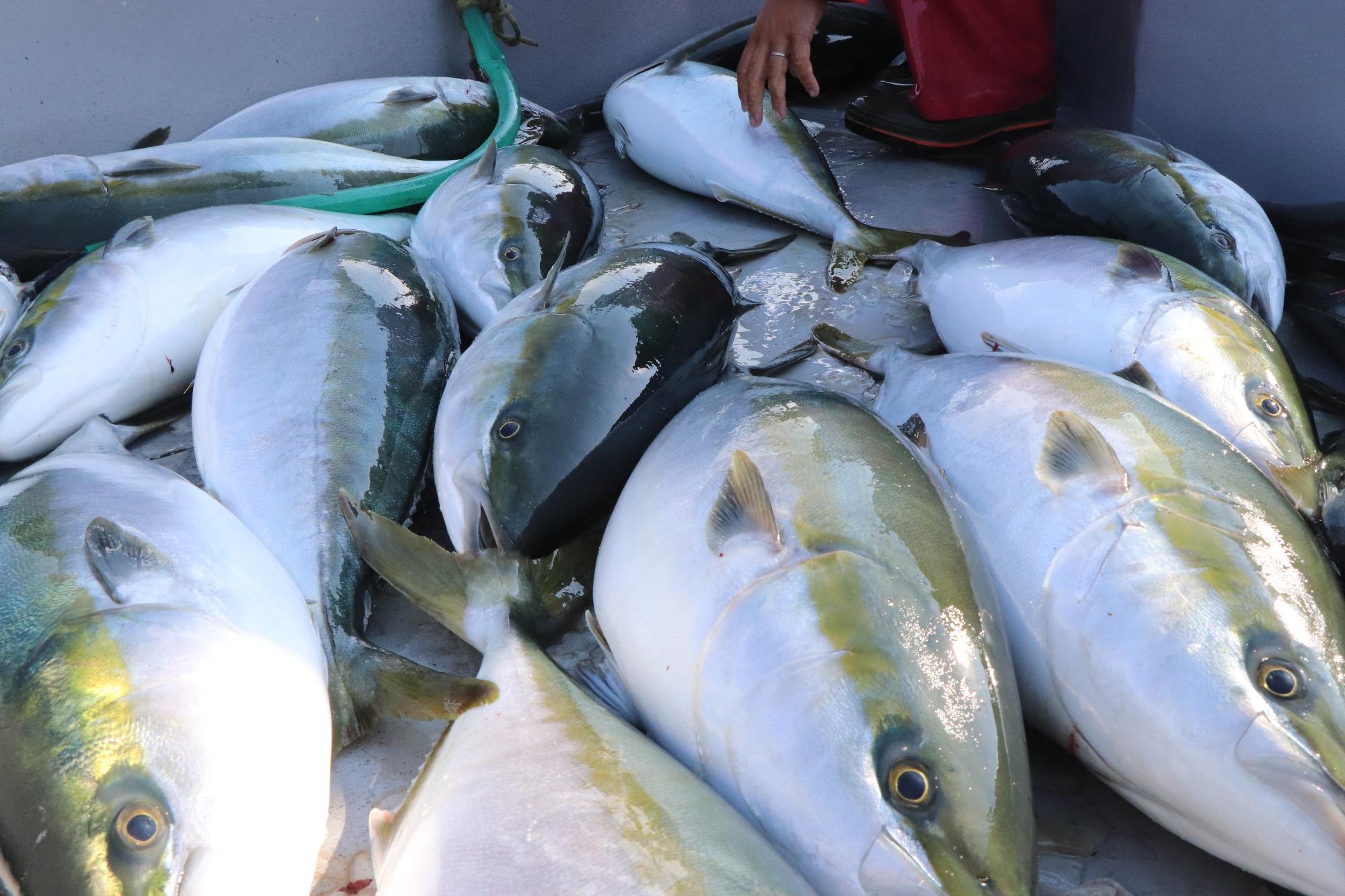水揚げされたばかりのひけた鰤2