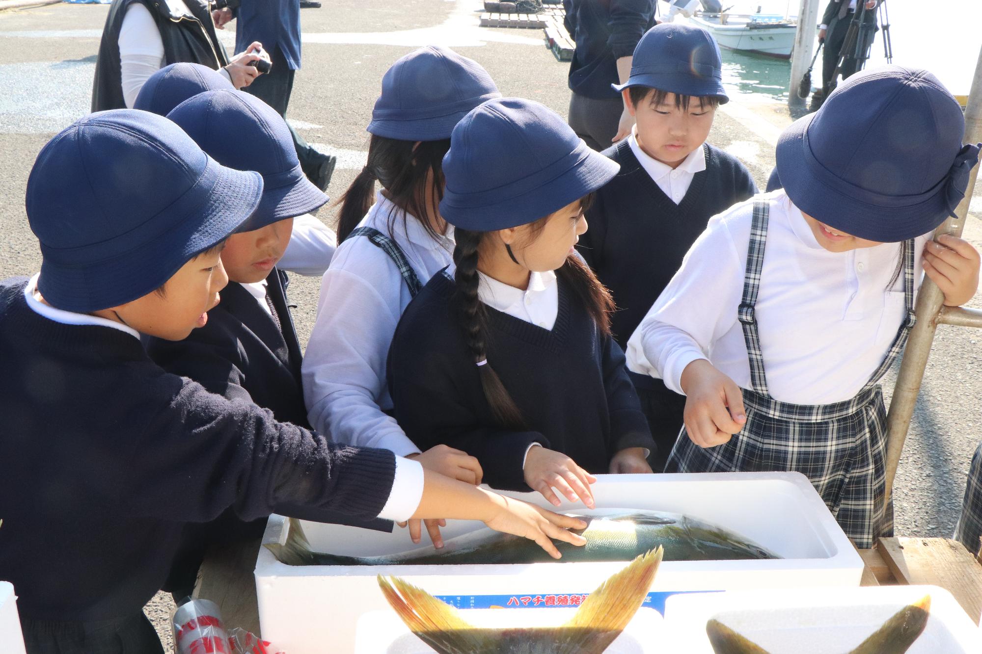 ひけた鰤を触る様子