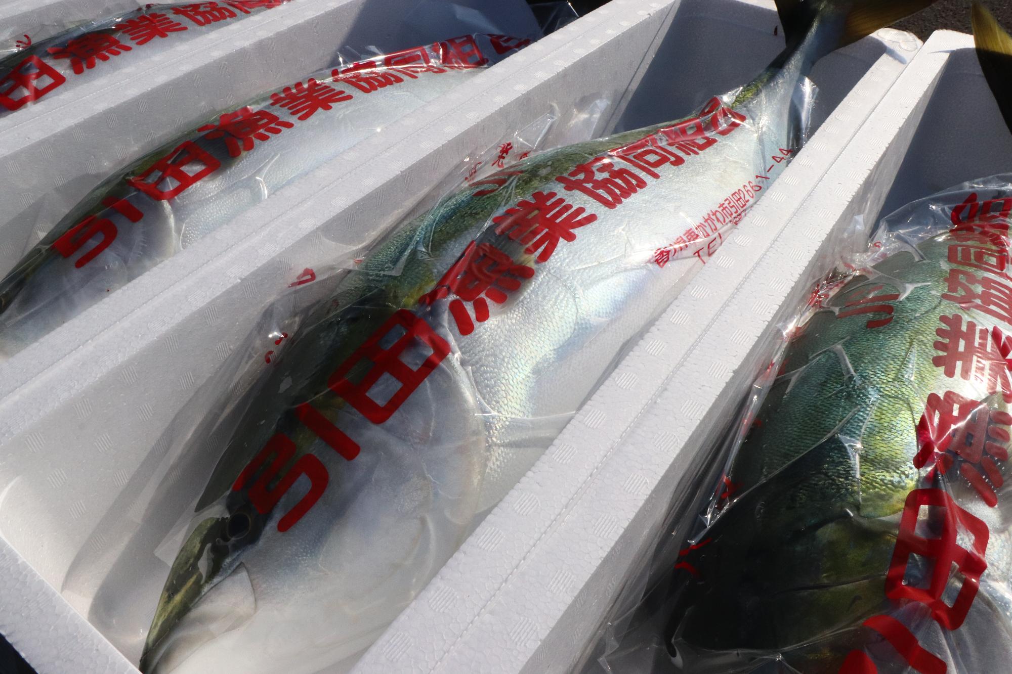 水揚げされたばかりのひけた鰤3