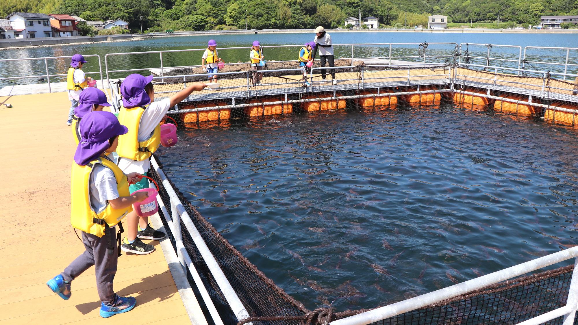 大内こども園の園児が体験学習館マーレリッコで魚に餌やり！