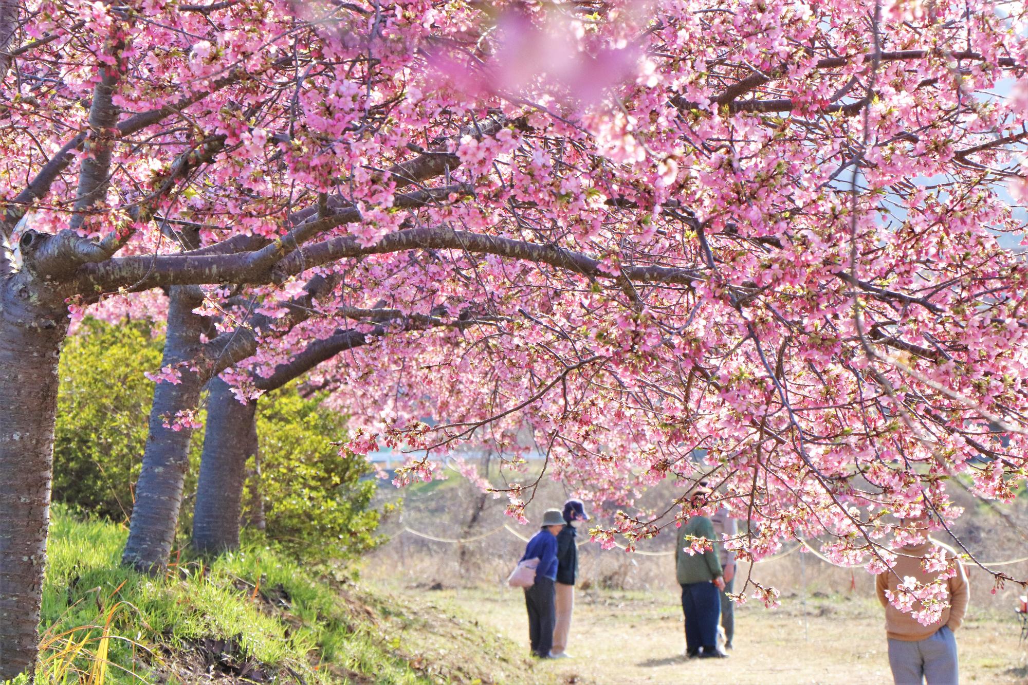 湊川の河津桜が見頃を迎えています