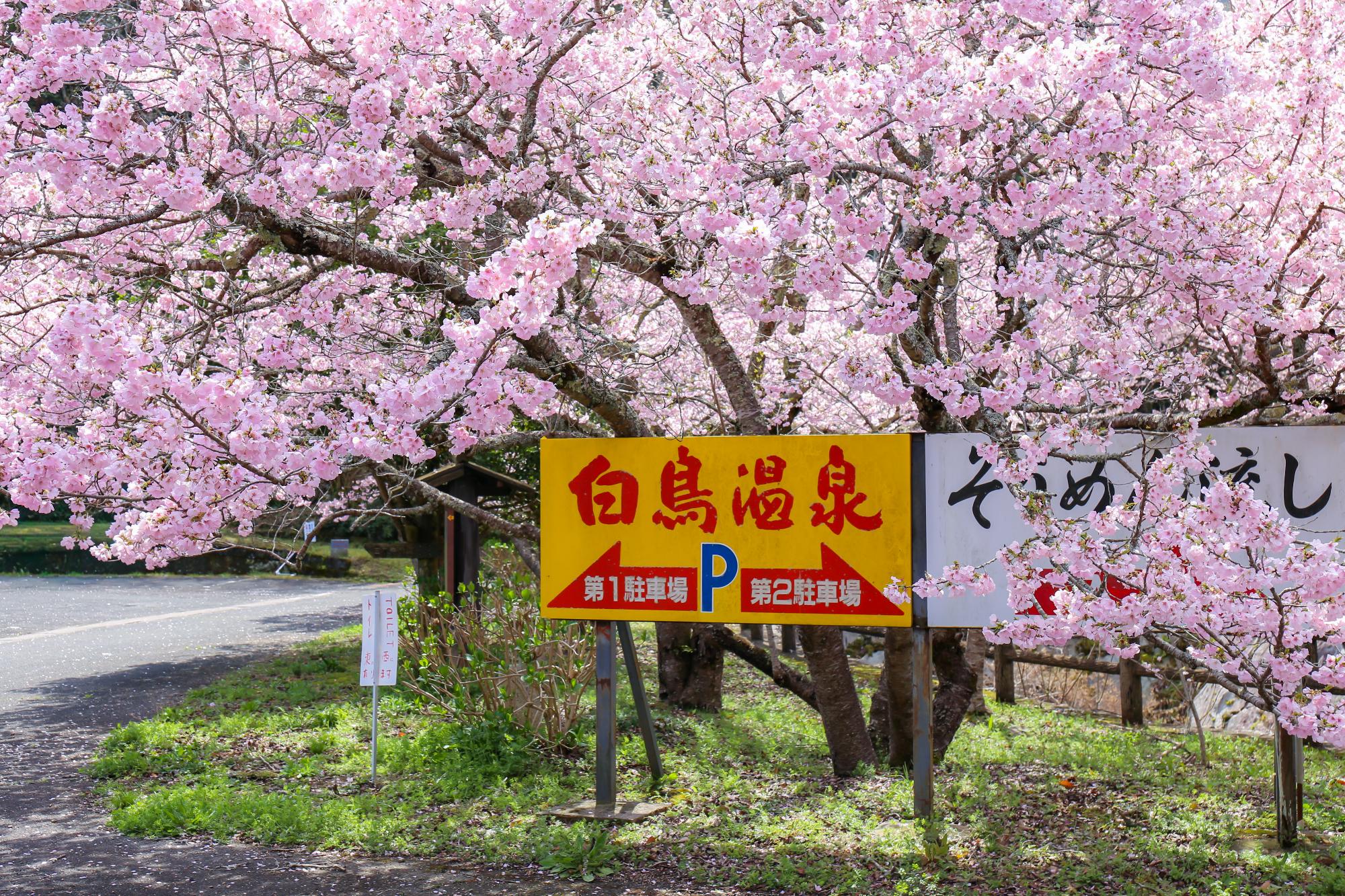 白鳥温泉開花状況