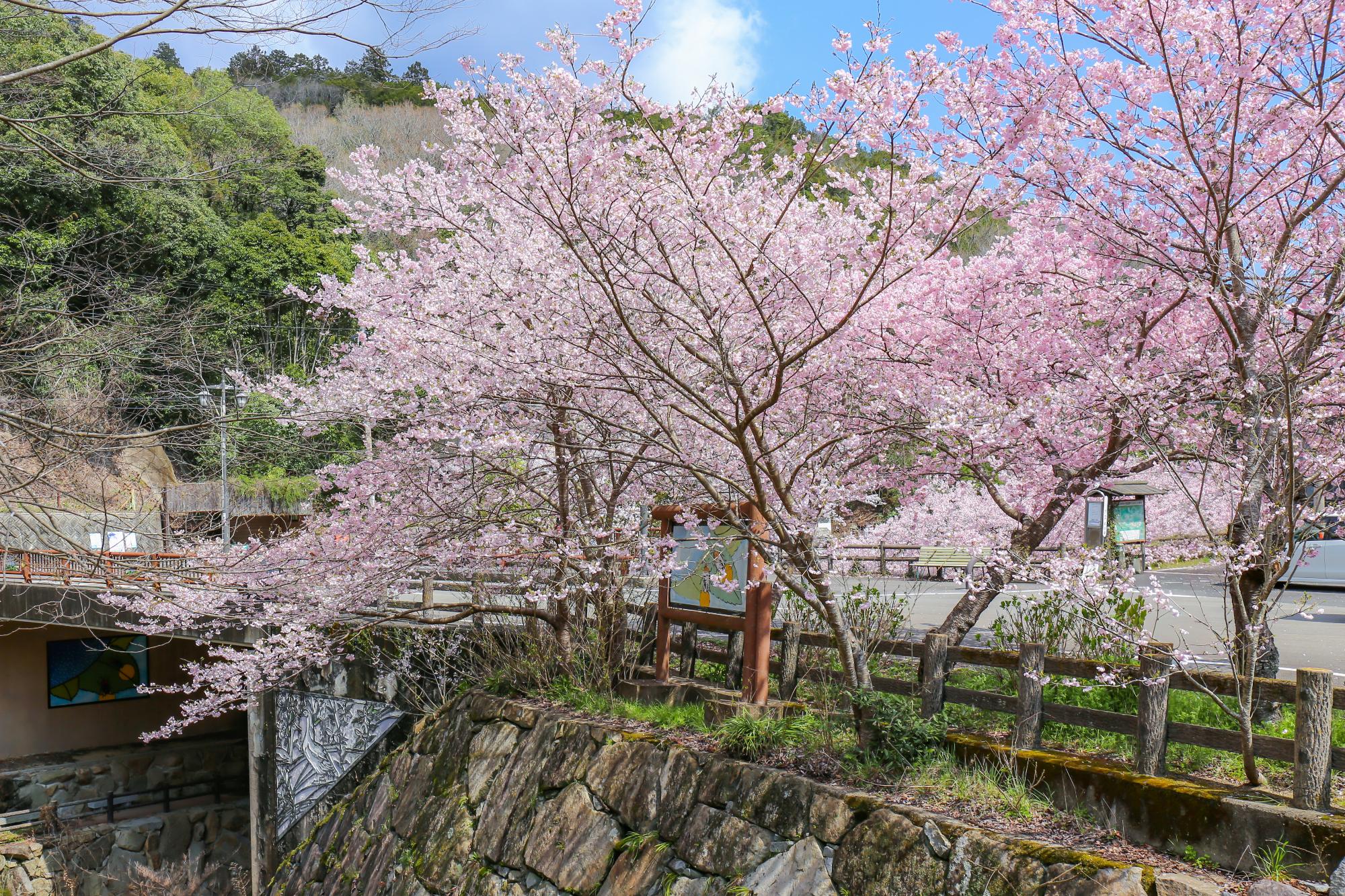 白鳥温泉開花状況